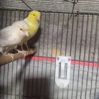 سه عدد قناری مست