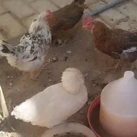 مرغ گلین و سلطان