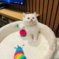 بریتیش رد پوینت ماده|گربه|چالوس, |دیوار