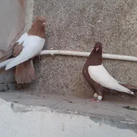 سینه دوکاکله|پرنده|شیراز, بازار|دیوار