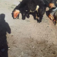 شیشک بره قوچ