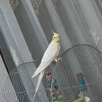 عروس هلندی نر سخن گوعتیقه|پرنده|لالجین, |دیوار