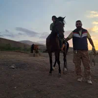 اسب  کهر  پر خون