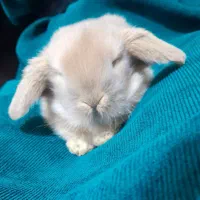 جوجه خرگوش لوپ یک ماهه