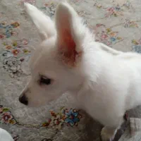 سگ‌پاکوتاه