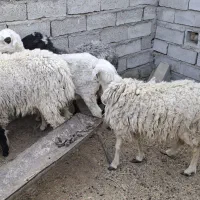 گوسفند ابستن