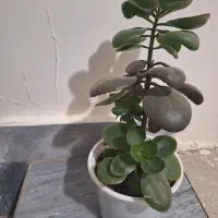 گل قاشقی پتوس شاخ گوزنی