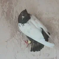 پروانه