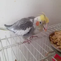 عروس هلندی گ م ش د ه