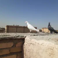کفتر بوم ورنگه کله سیاه کاکلی سینه سیاه پرشی|پرنده|مشهد, کشف|دیوار