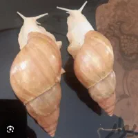 حلزون  مخاو