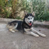 فروش هاسکی های ۱ ساله|سگ|سنگر, |دیوار