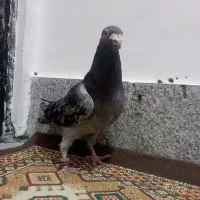  کفتر|پرنده|مشهد, شهید احمدی روشن|دیوار