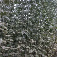 نهال کبوده اصل و تبریزی دو ساله