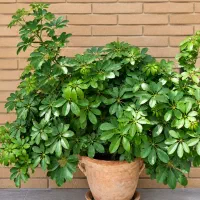 گل های تزئینی آپارتمانی