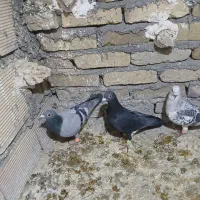 شامی|پرنده|سبزوار, شرق کال شمالی|دیوار