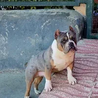 بول امریکن|سگ|بومهن, |دیوار