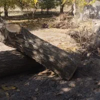 تنه درخت گردو|گل و گیاه طبیعی|سامن, |دیوار