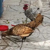 تخم مرغ سیبرایت گلد