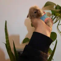 خرگوش لوپ مینیاتوری|موش و خرگوش|اراک, |دیوار