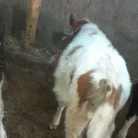 گوساله نر|حیوانات مزرعه|مهربان, |دیوار