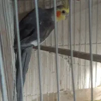 تعدادی پرنده با قیمت مناسب به فروش میرسد