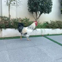 فروش خروس بزرگ و سر حال|حیوانات مزرعه|نوشهر, |دیوار