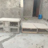 جعبه کبوترکیسه
