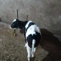 گاوشیری|حیوانات مزرعه|مهربان, |دیوار