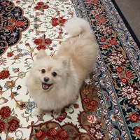 سگ آپارتمانی