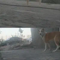 توله خراسانی