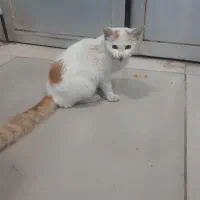 گربه دم سنجابی|گربه|رشت, سعدی (تختی)|دیوار