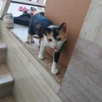 واگذاری گر به دوماهه