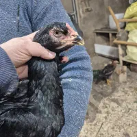 مرغ خروس لاری جوان