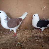 کبوتر پرشی