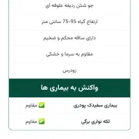 جو آبی بذری|خدمات باغبانی و درختکاری|بروجرد, |دیوار