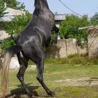 اسب ترکمن