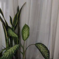 گل دیفن باخیا