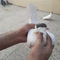 ۳تا کبوتر یا پرنده کتبسر|پرنده|خرمآباد, |دیوار