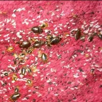 سمپاشی ساس سوسک سم پاشی گال زنبوردرتمام نقاط|خدمات نظافت|مشهد, کوشش|دیوار