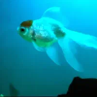 آکواریوم و ماهی