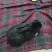 خرگوش نیمه لوپ|موش و خرگوش|بیرجند, |دیوار