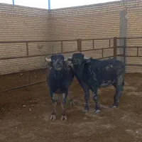 گاومیش