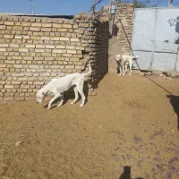 واگزاری دوسگ همقال گله|سگ|تربت‌حیدریه, ابوذر|دیوار
