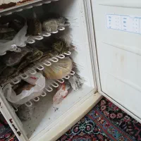 یخچال فریزر|یخچال و فریزر|ابریشم, |دیوار