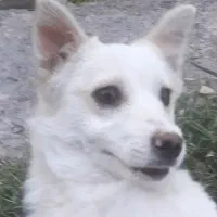 سگ پاکوتاه نژاد فیندو نر قیمت توافقی