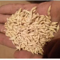 جو و تخم شبدر