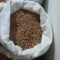 لوبیا چیتی درجه یک