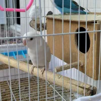 عروس هلندی|پرنده|مریوان, |دیوار