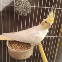 عروس هلندی|پرنده|سراوان, |دیوار